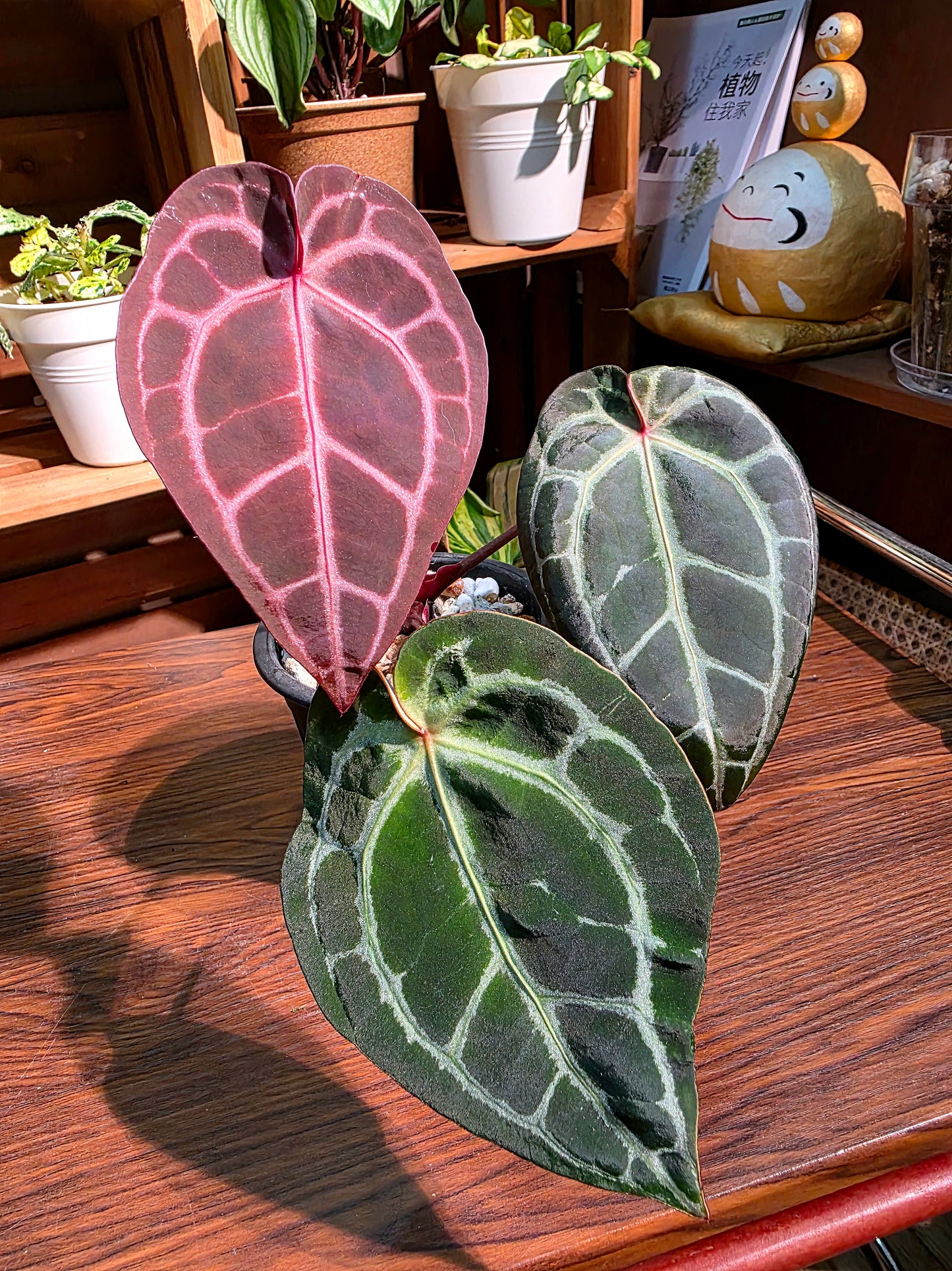 Anthurium red crystallinum F3