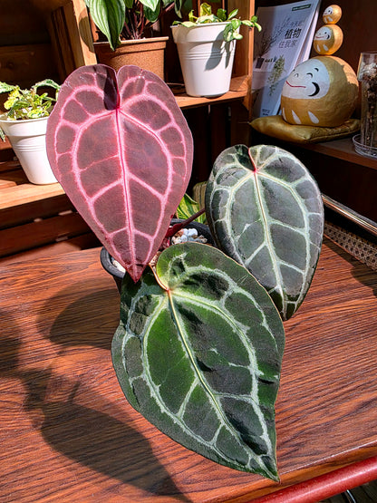 Anthurium red crystallinum F3
