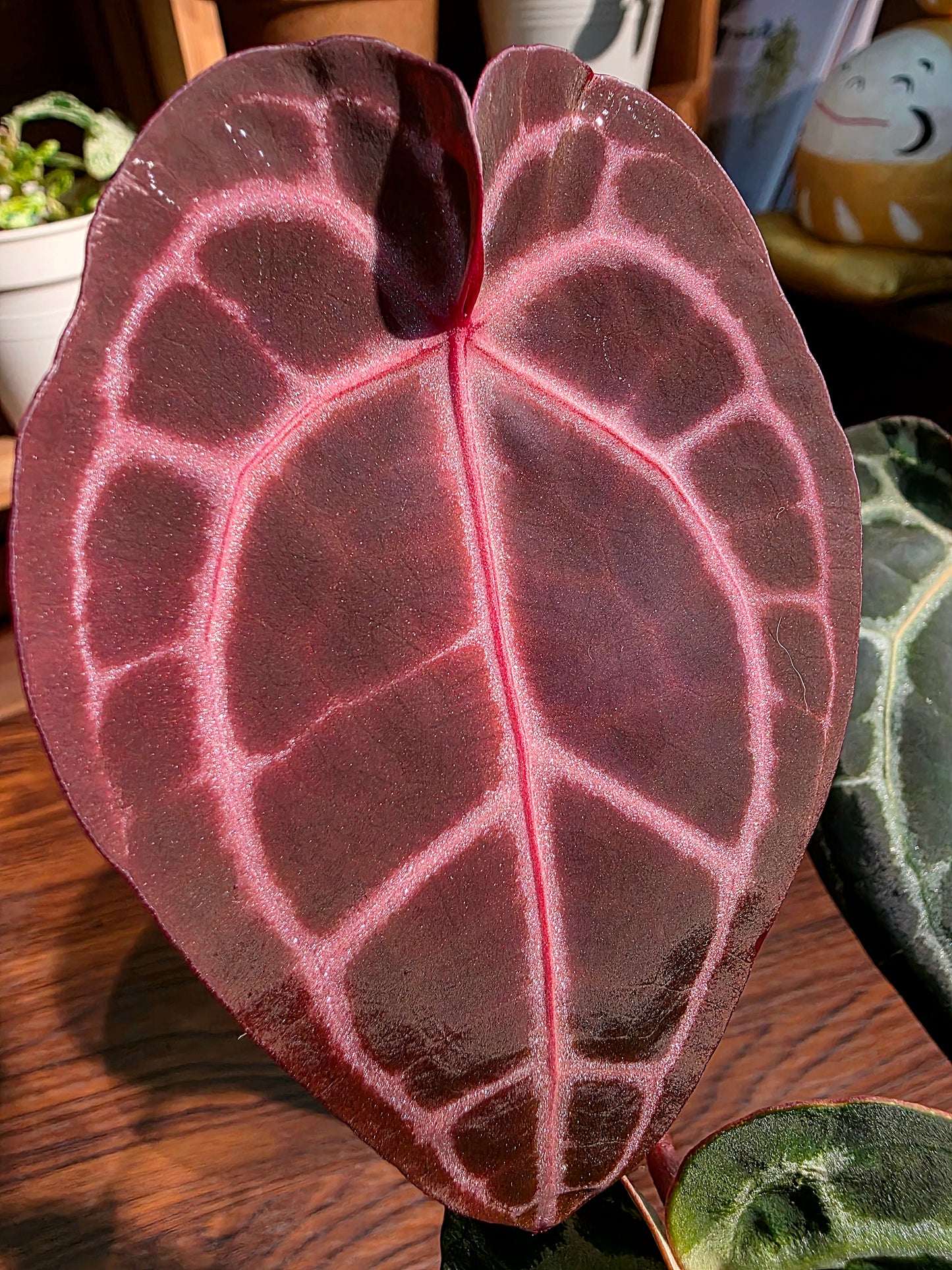 Anthurium red crystallinum F3