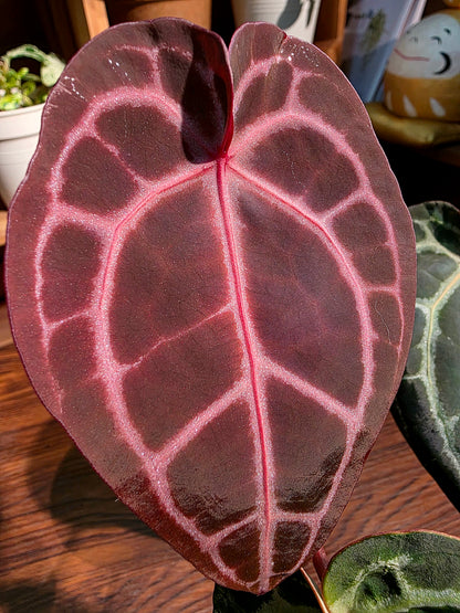 Anthurium red crystallinum F3