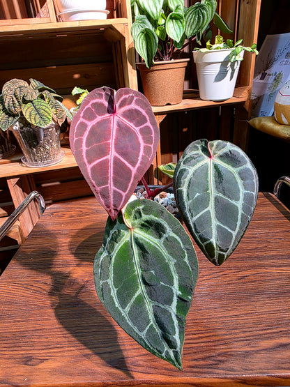 Anthurium red crystallinum F3