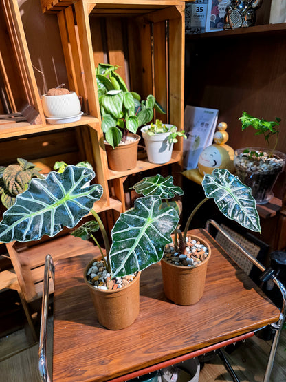 Alocasia parasol 太陽傘海芋