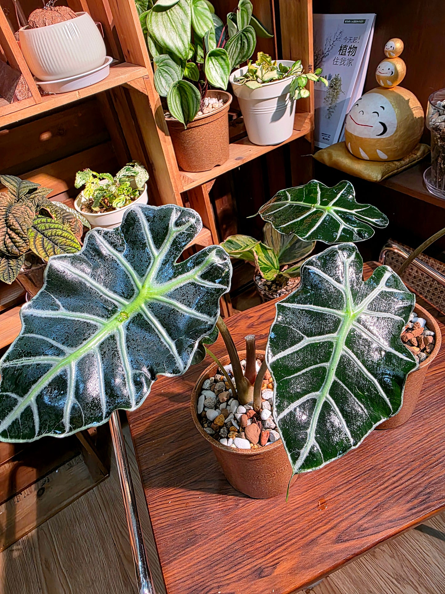 Alocasia parasol 太陽傘海芋
