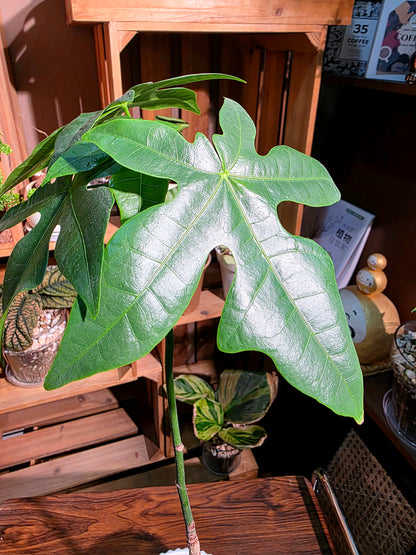 Brachychiton acerifolius 澳洲火焰木