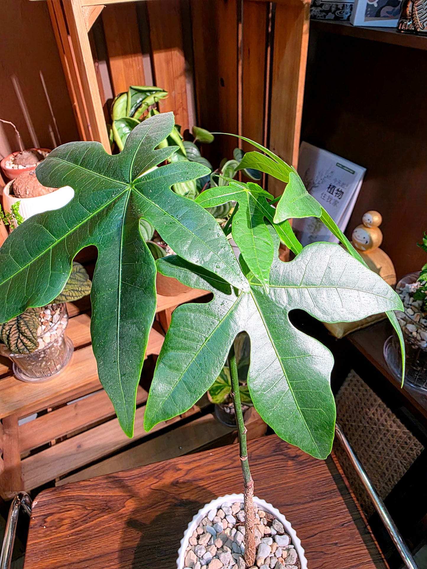 Brachychiton acerifolius 澳洲火焰木