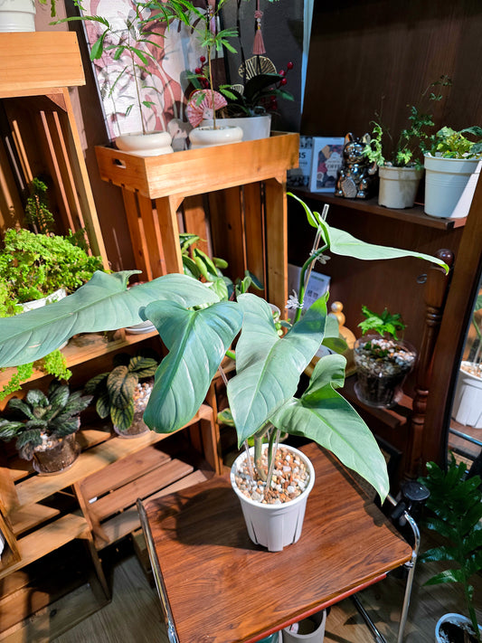 Philodendron hastatum 哈斯塔姆蔓綠絨