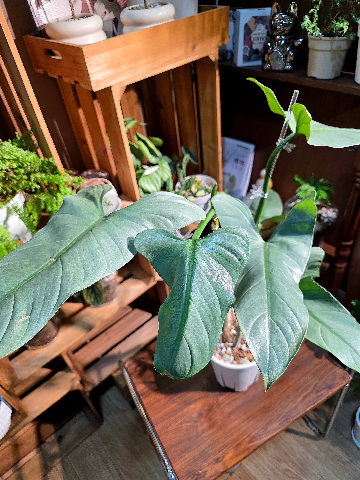 Philodendron hastatum 哈斯塔姆蔓綠絨