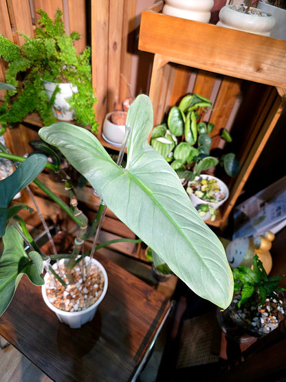 Philodendron hastatum 哈斯塔姆蔓綠絨