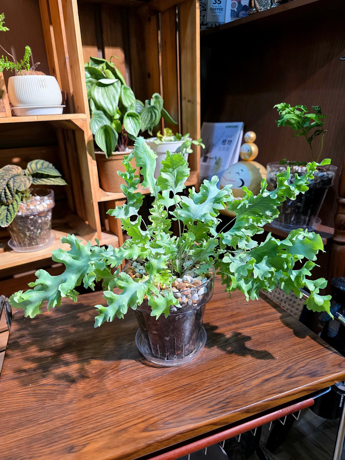 Phlebodium aureum davana 綴化藍星水龍骨