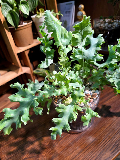 Phlebodium aureum davana 綴化藍星水龍骨