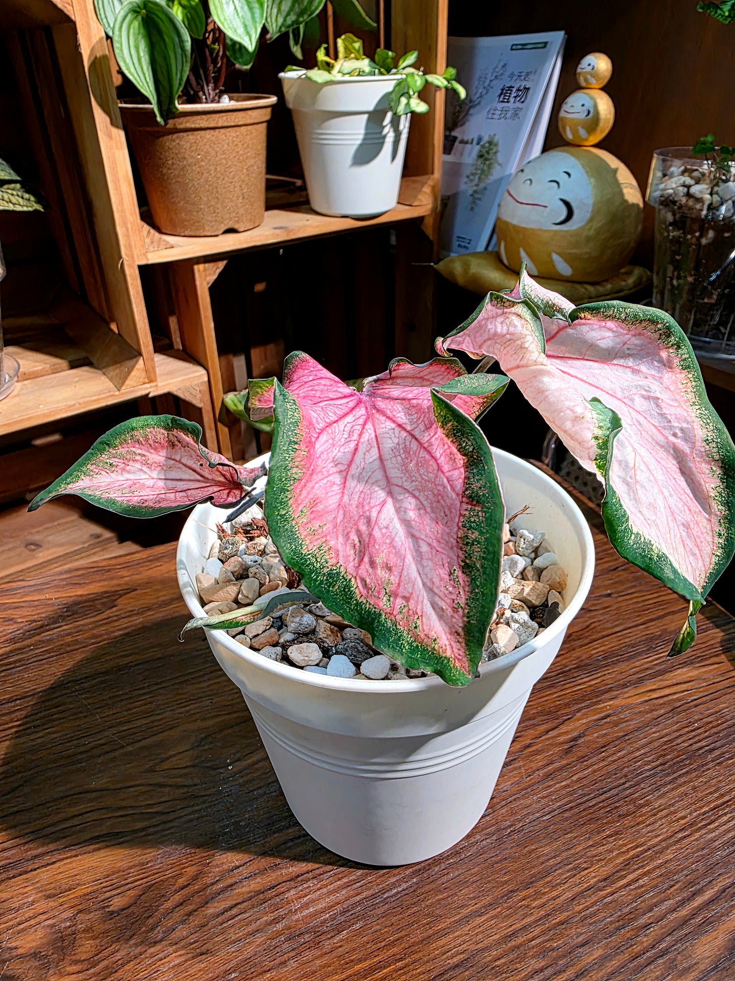 Caladium 彩葉芋