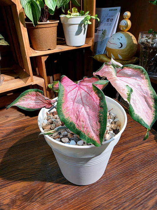 Caladium 彩葉芋