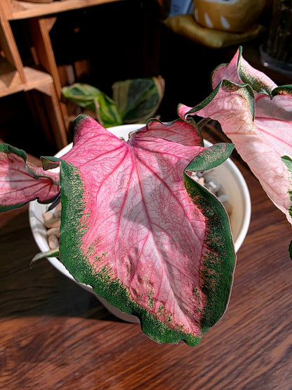 Caladium 彩葉芋