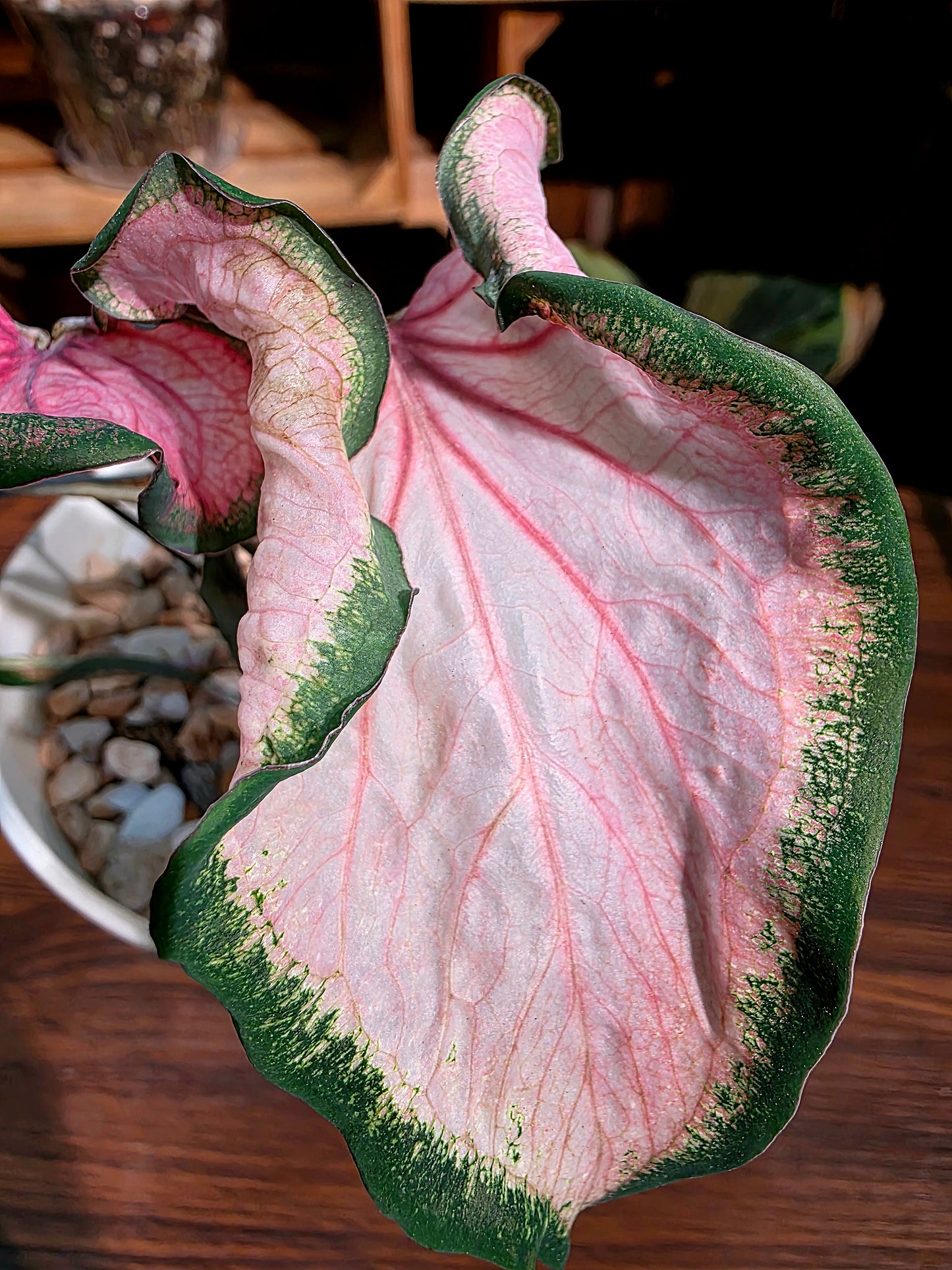 Caladium 彩葉芋