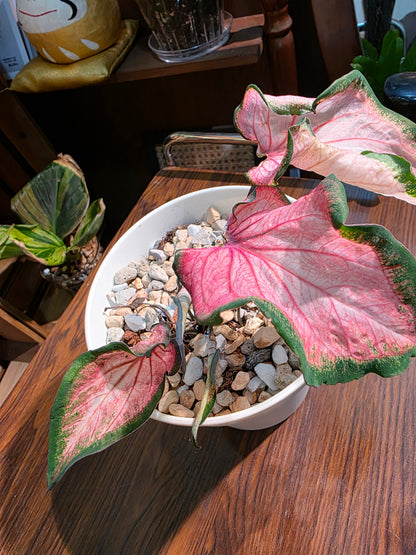 Caladium 彩葉芋