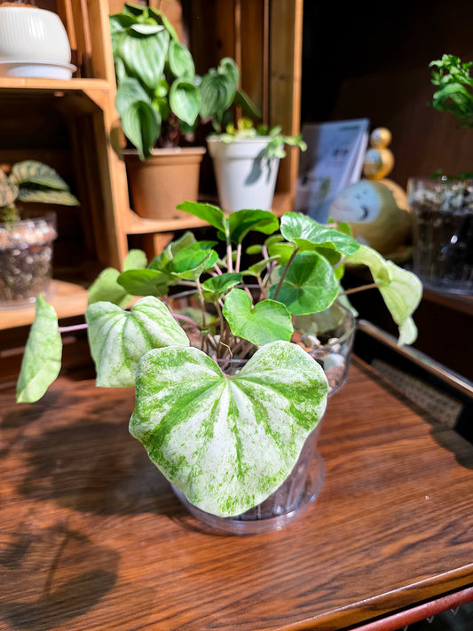 Farfugium japonicum 白蜂