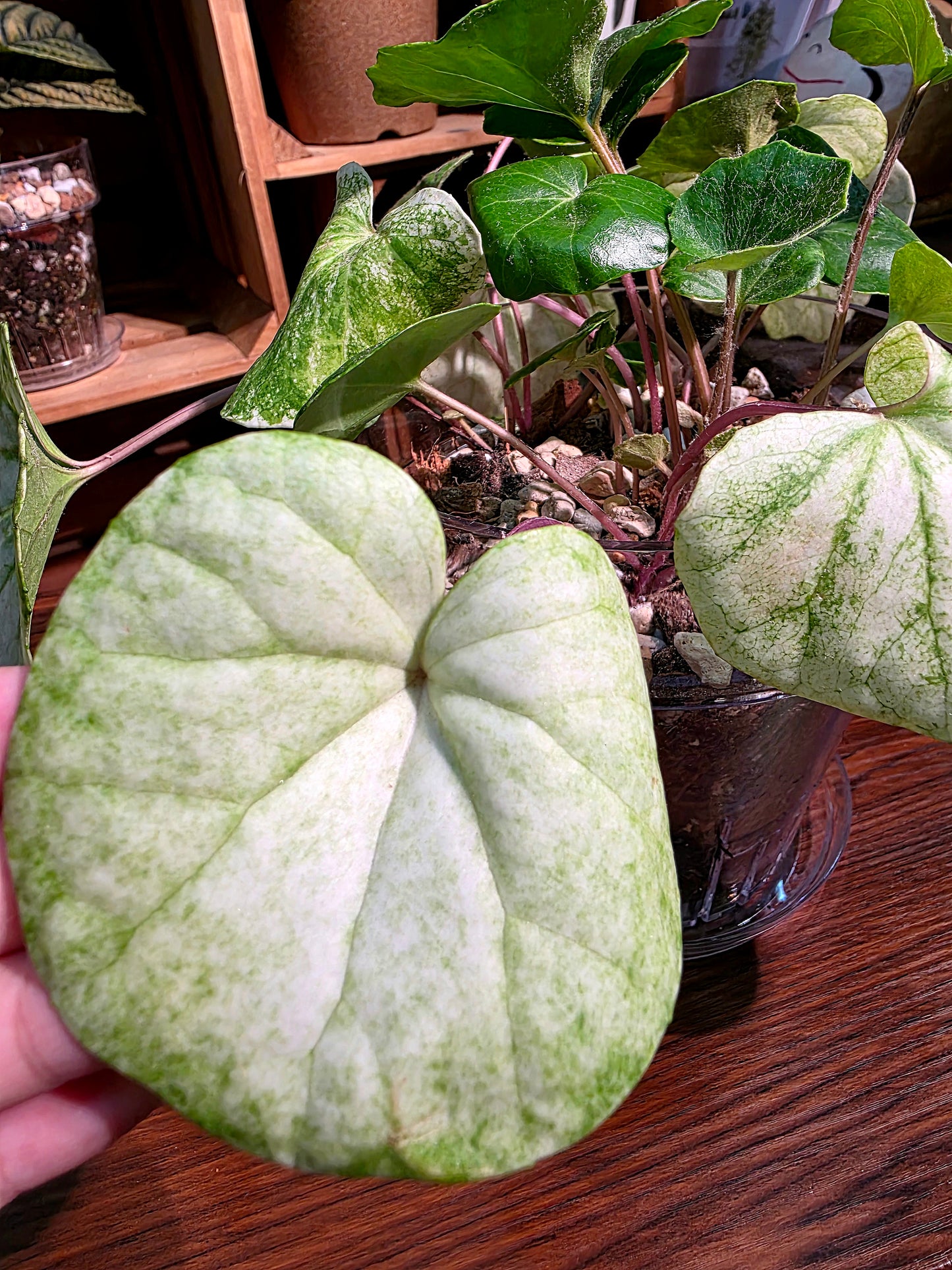 Farfugium japonicum 白蜂