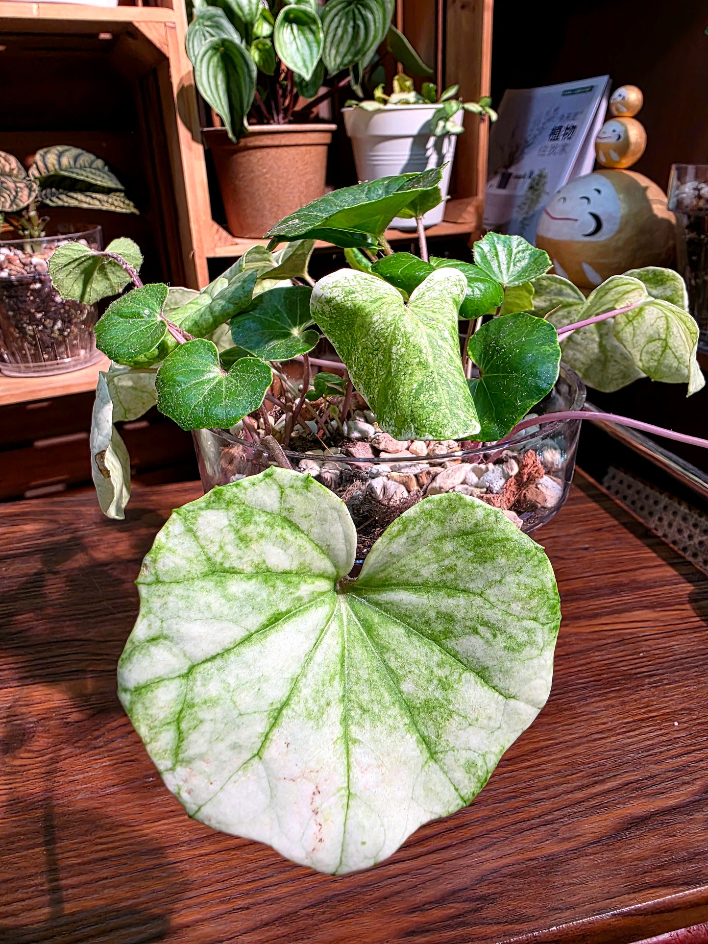 Farfugium japonicum 白蜂