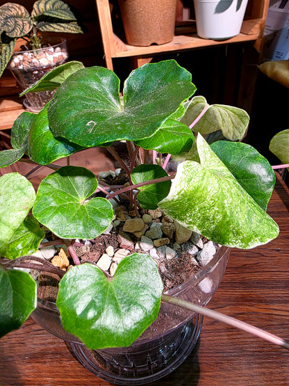 Farfugium japonicum 白蜂