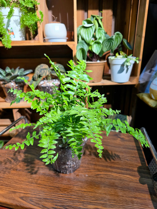 Nephrolepis cordifolia 霸王蕨