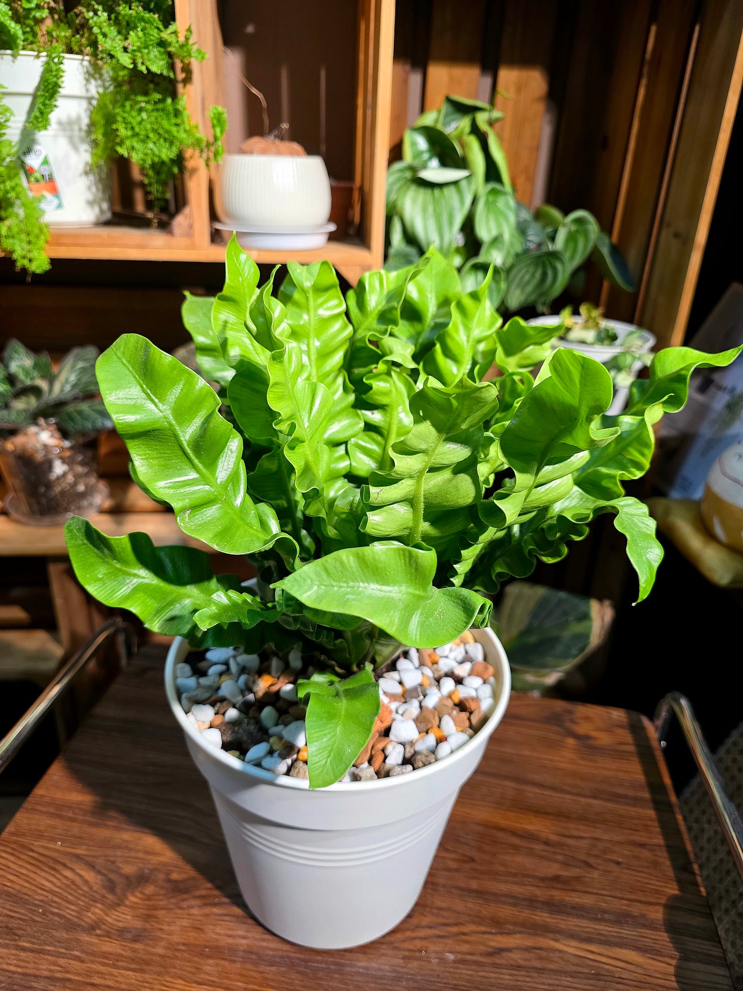 Asplenium nidus 火焰鳥巢蕨