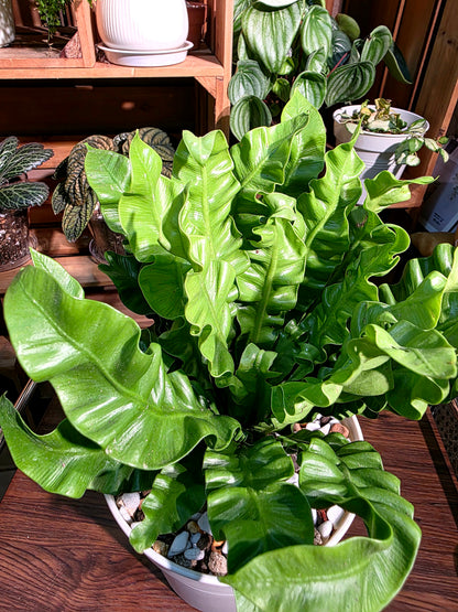 Asplenium nidus 火焰鳥巢蕨