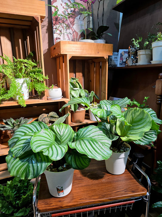 Calathea orbifolia 青蘋果竹芋