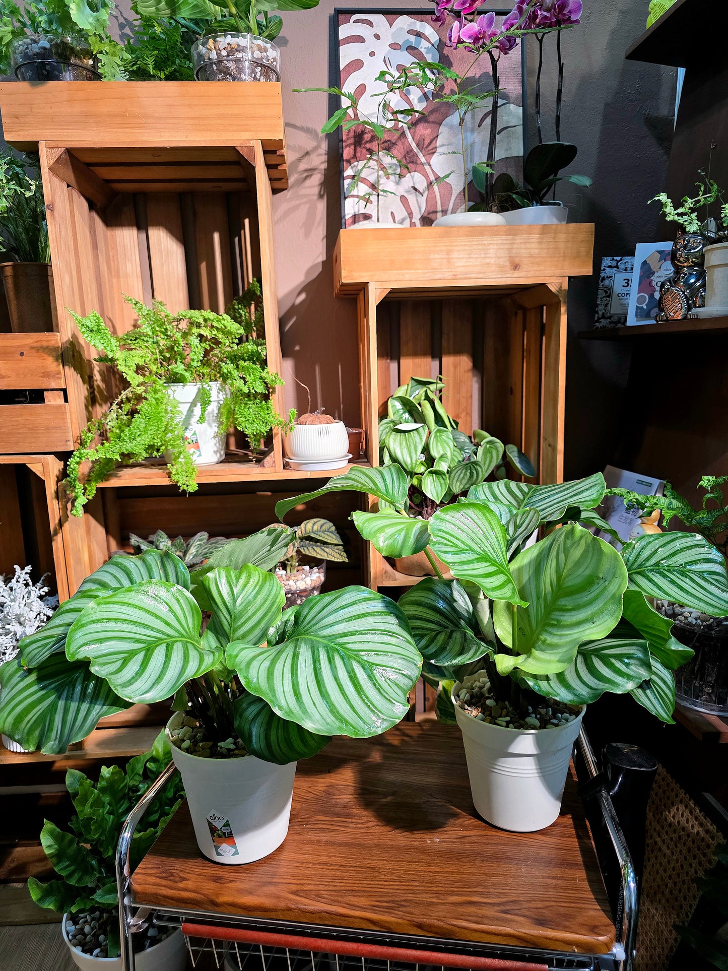 Calathea orbifolia 青蘋果竹芋