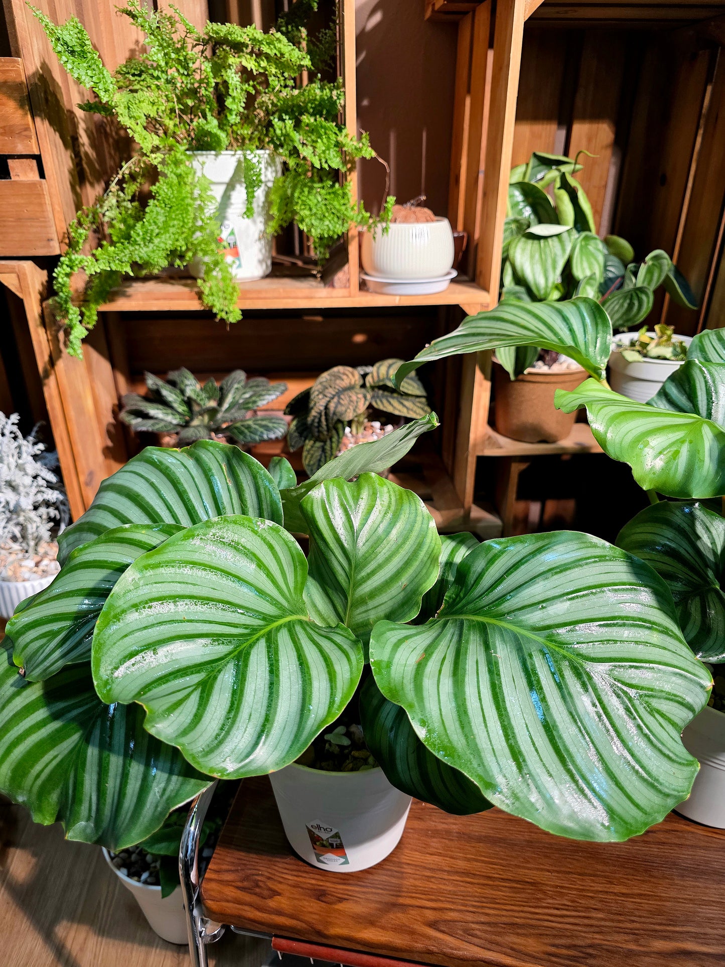 Calathea orbifolia 青蘋果竹芋