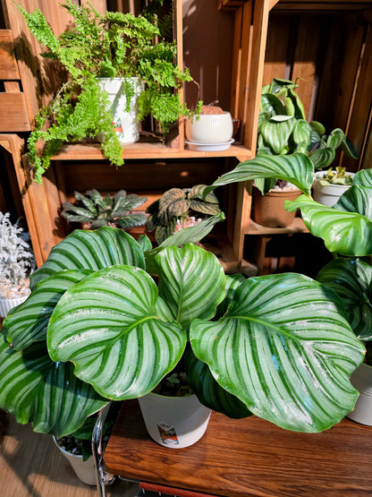 Calathea orbifolia 青蘋果竹芋