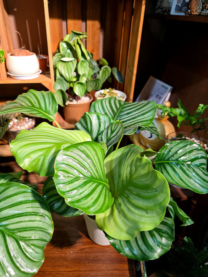 Calathea orbifolia 青蘋果竹芋