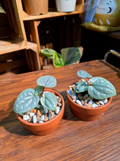 Anthurium luxurians platinum 鉑金奢華花燭