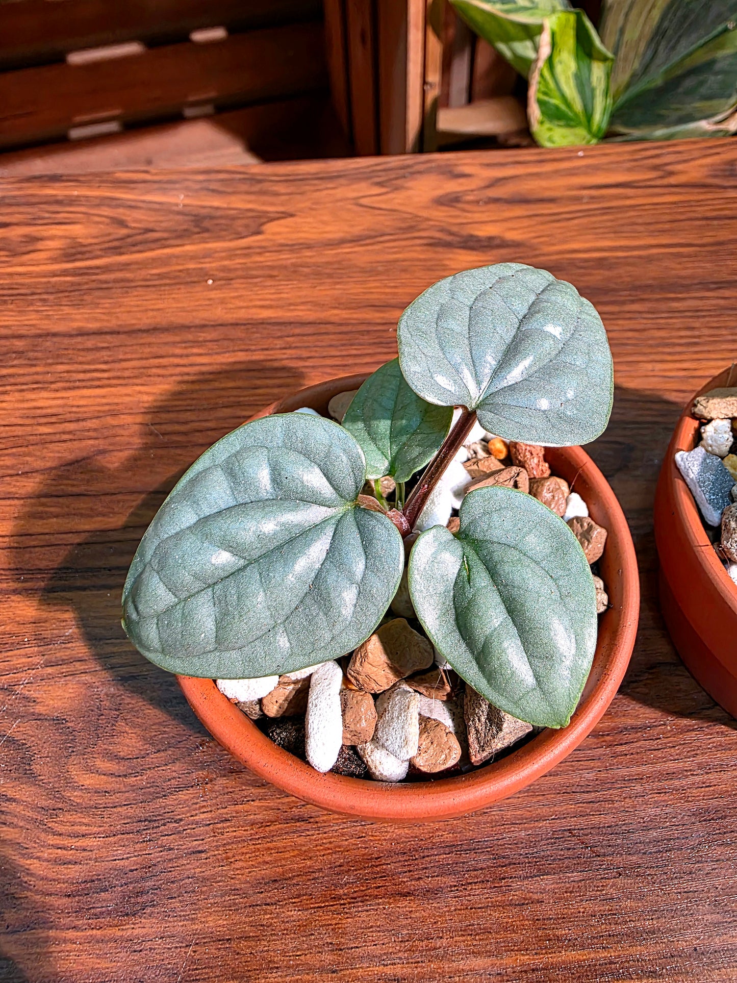 Anthurium luxurians platinum 鉑金奢華花燭