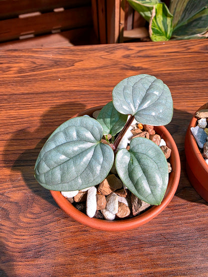 Anthurium luxurians platinum 鉑金奢華花燭