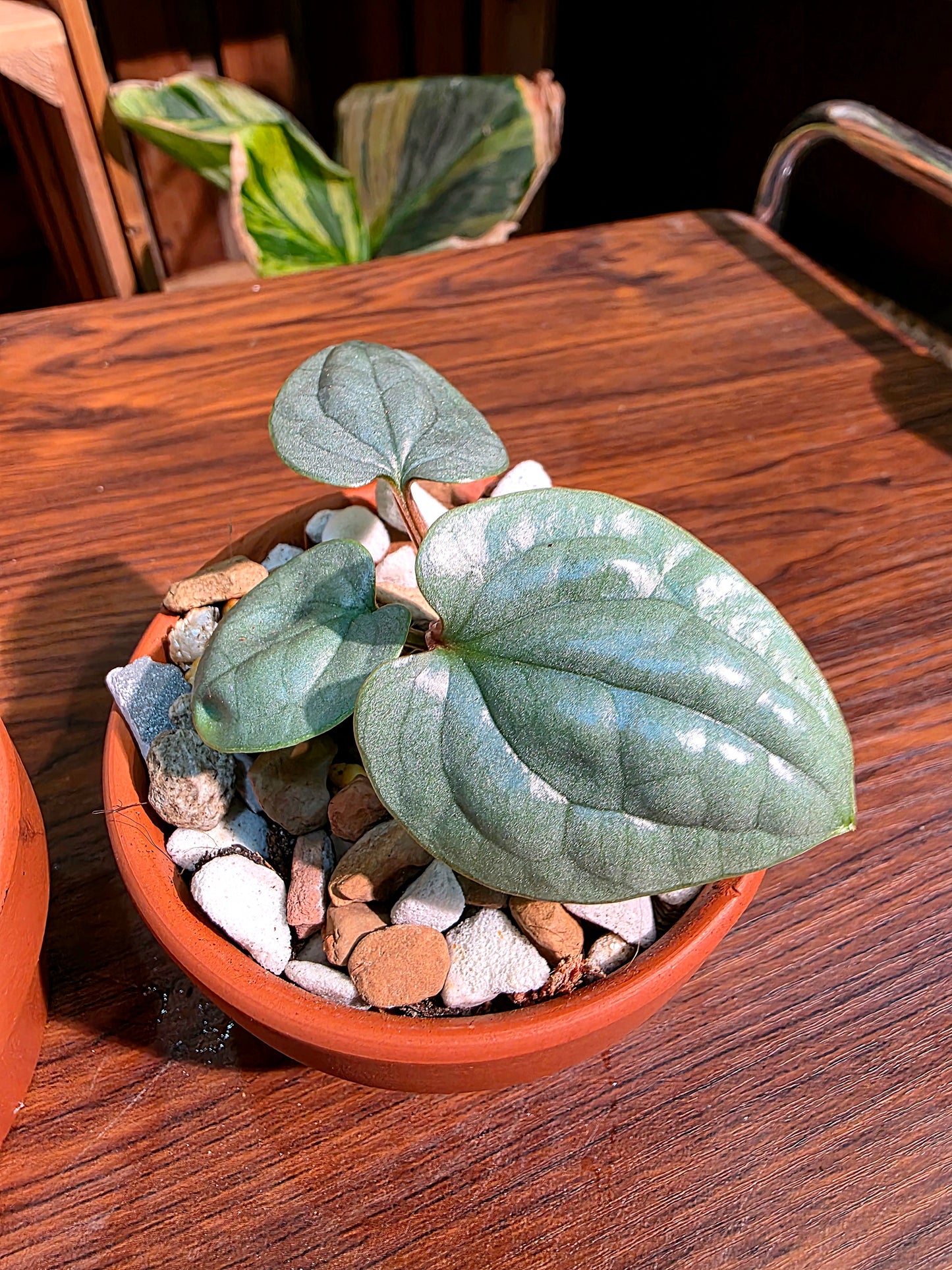 Anthurium luxurians platinum 鉑金奢華花燭