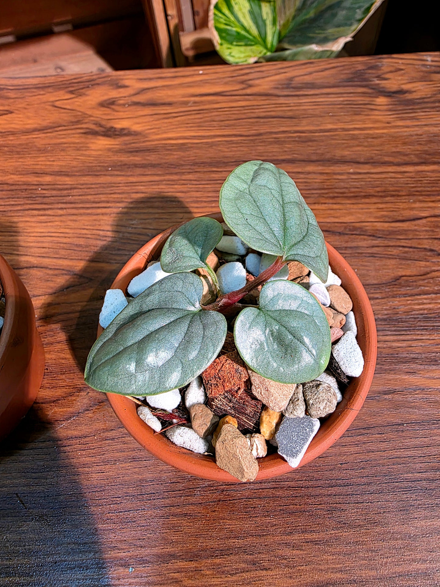 Anthurium luxurians platinum 鉑金奢華花燭