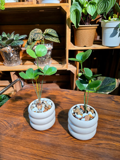 Zamia furfuracea 幸運鐵