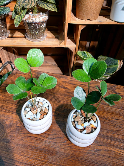 Zamia furfuracea 幸運鐵