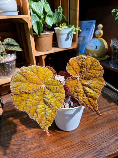 Begonia raspberry cake 樹莓蛋糕秋海棠