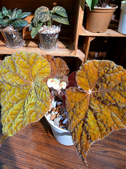 Begonia raspberry cake 樹莓蛋糕秋海棠