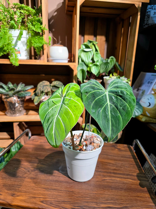 Philodendron gloriosum 錦緞蔓綠絨
