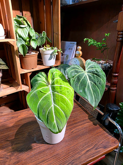 Philodendron gloriosum 錦緞蔓綠絨
