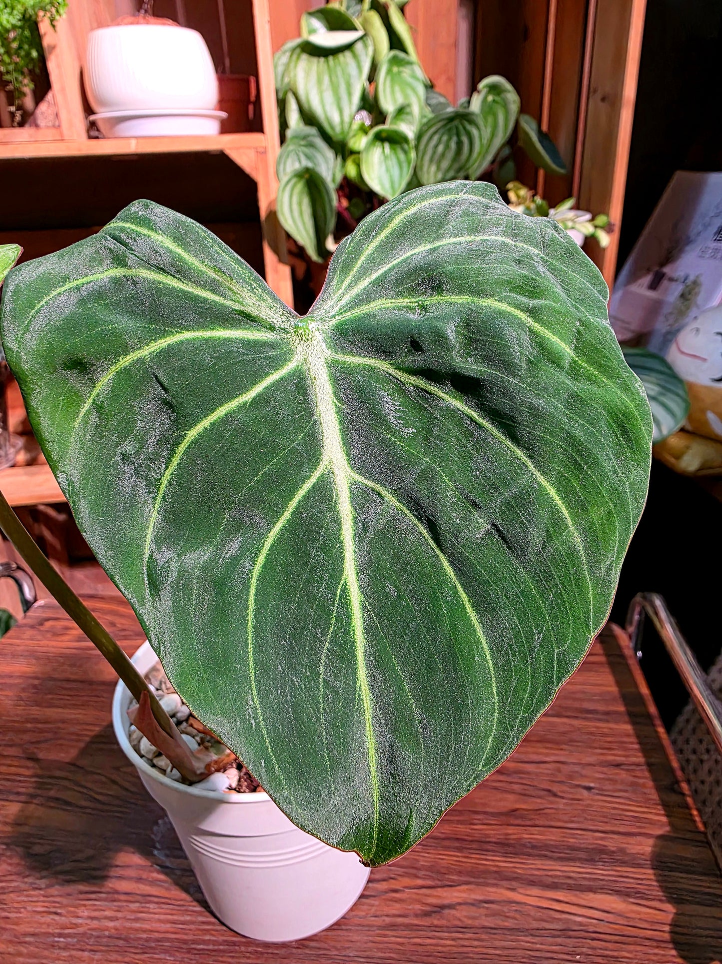 Philodendron gloriosum 錦緞蔓綠絨