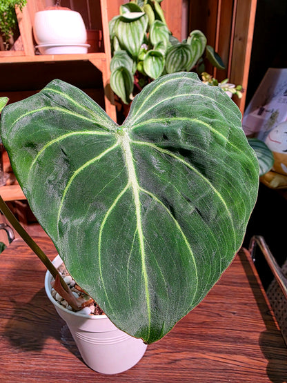 Philodendron gloriosum 錦緞蔓綠絨