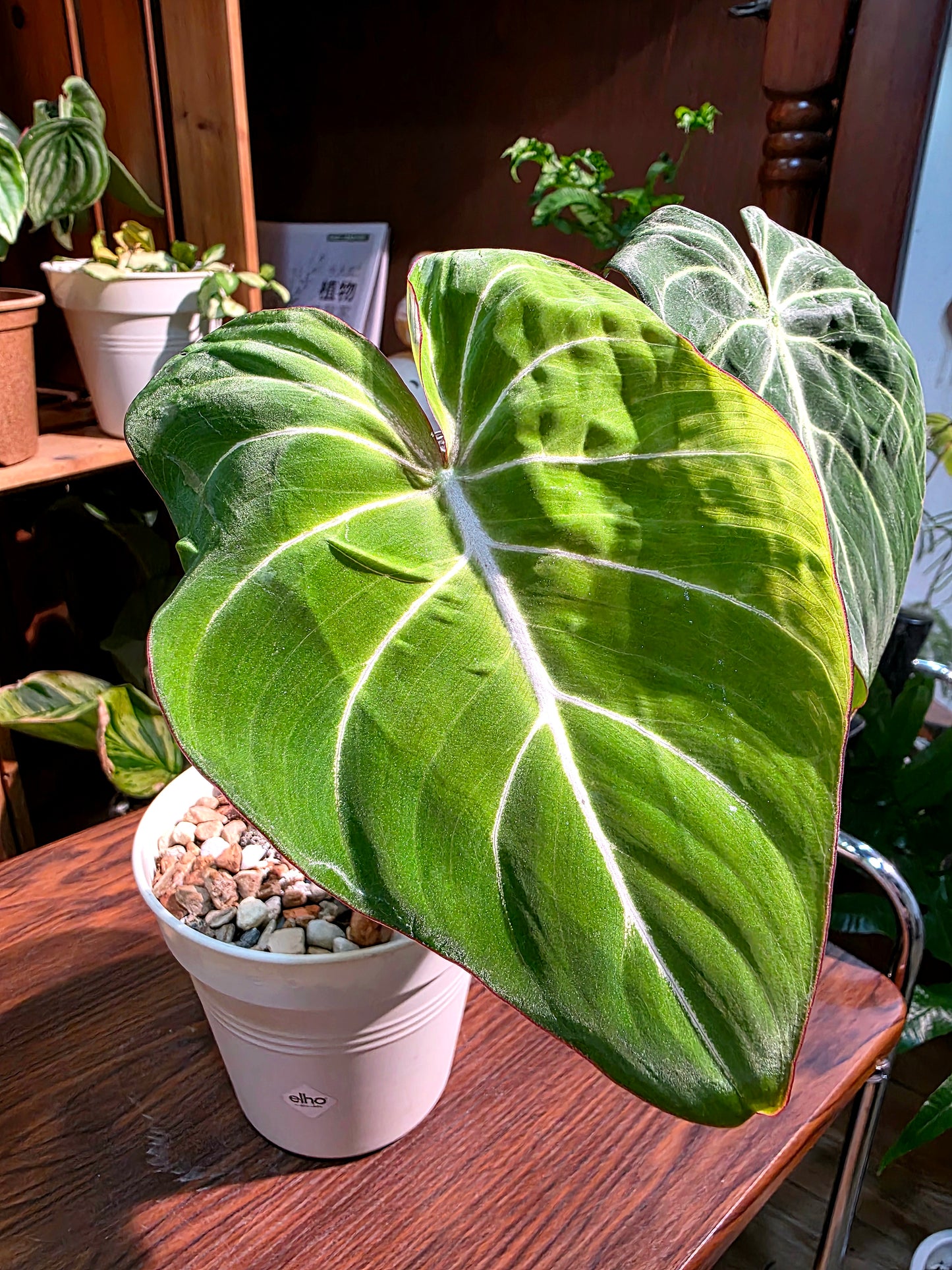 Philodendron gloriosum 錦緞蔓綠絨