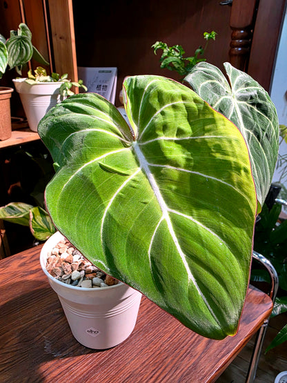 Philodendron gloriosum 錦緞蔓綠絨