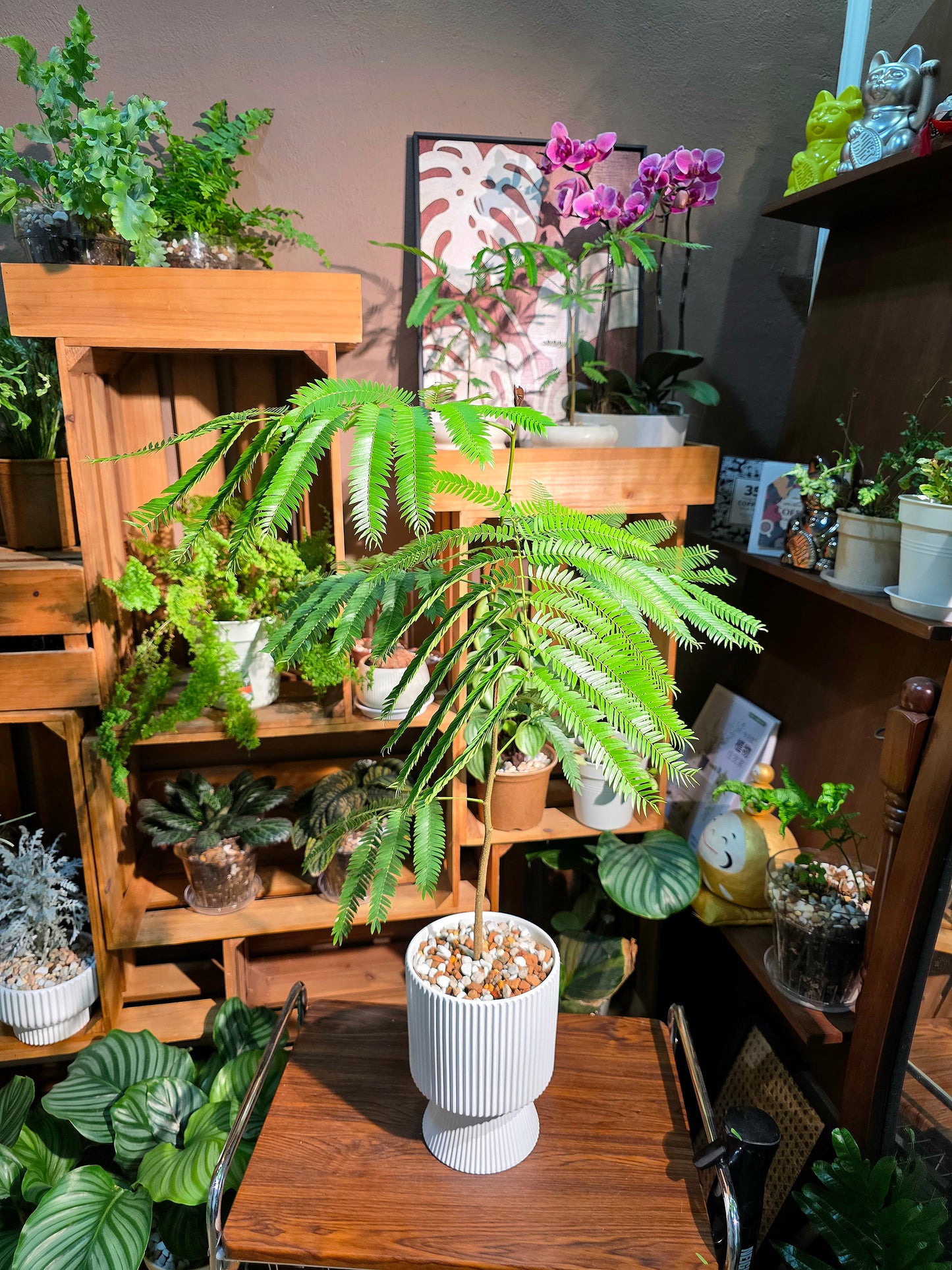 Cojoba arborea 小豆樹