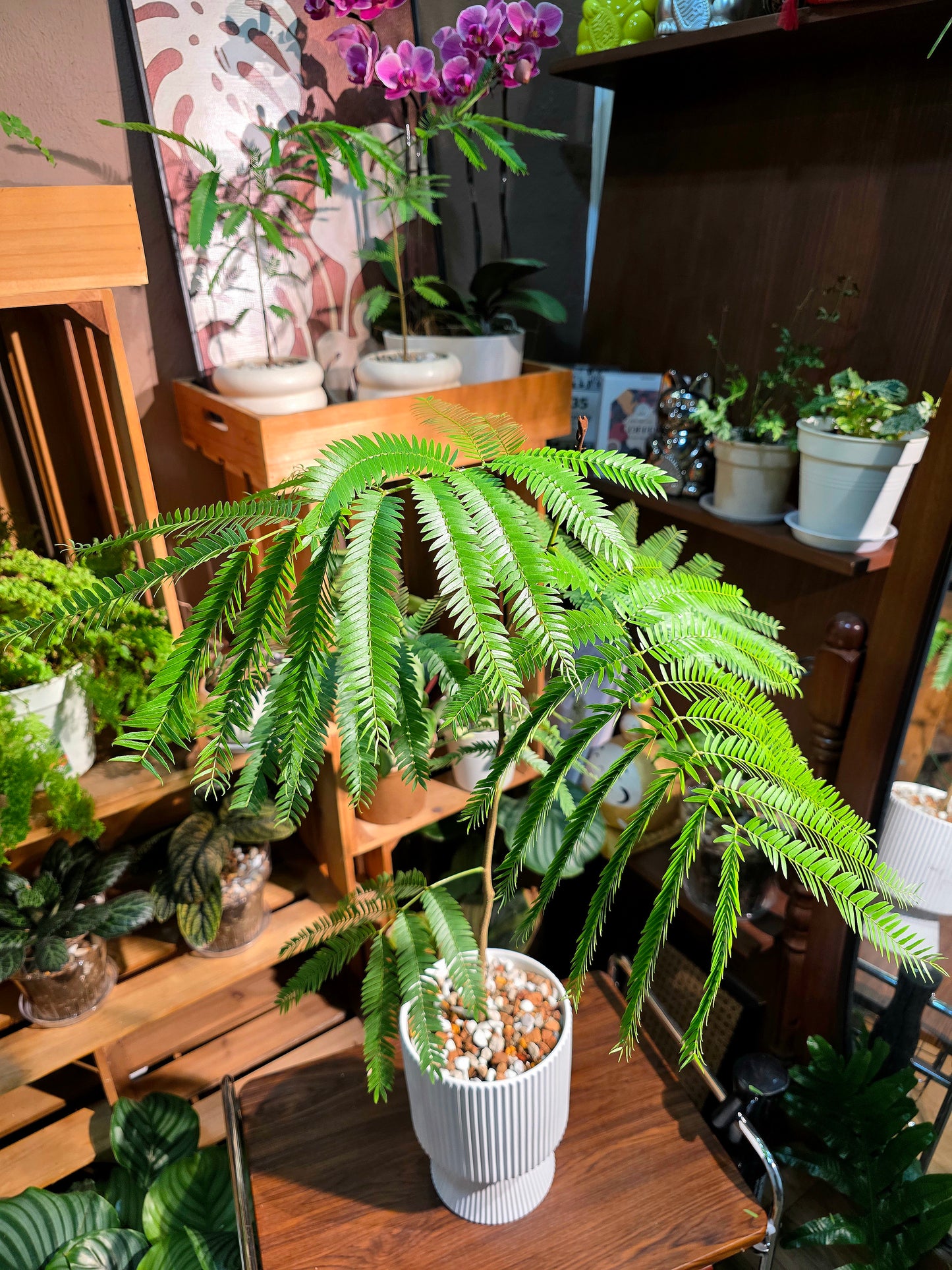 Cojoba arborea 小豆樹