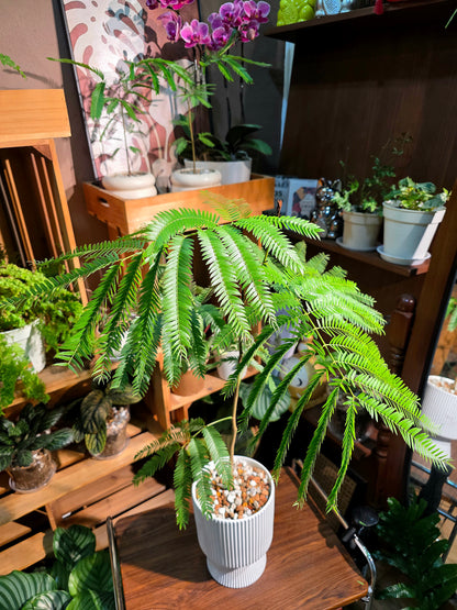 Cojoba arborea 小豆樹