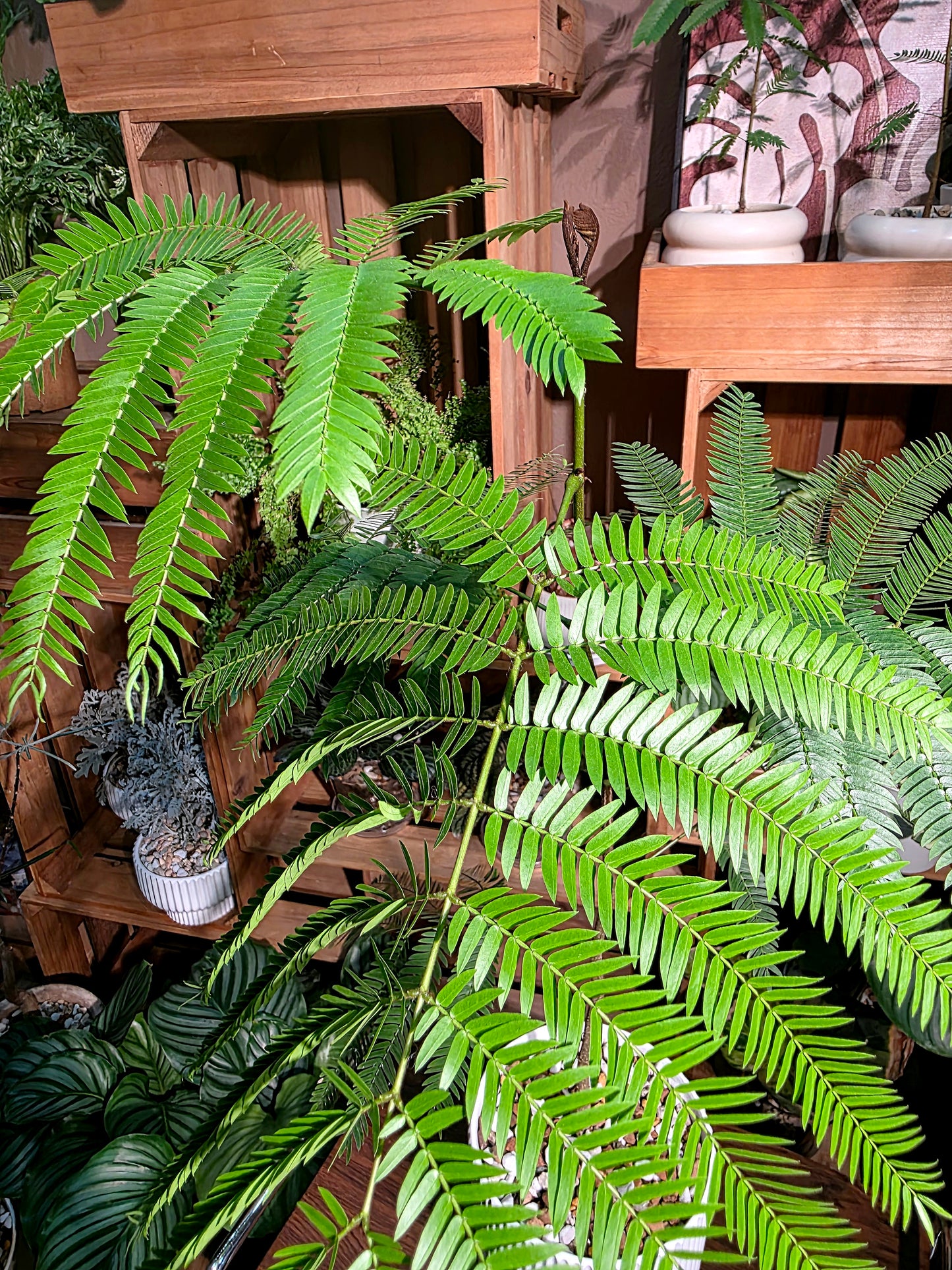 Cojoba arborea 小豆樹